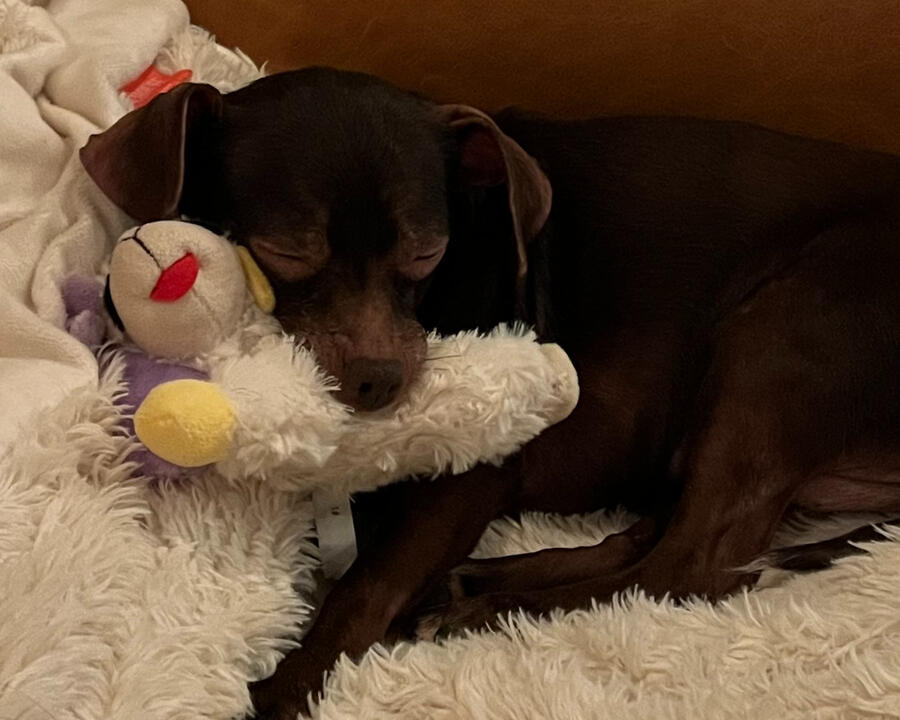 Penny asleep with her Lamby